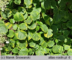 Hydrangea petiolaris Mirranda