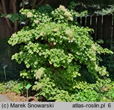 Hydrangea petiolaris Mirranda