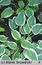 Hosta White Edge