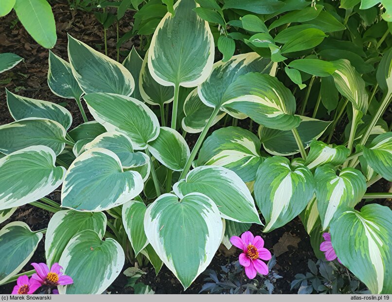 Hosta White Edge