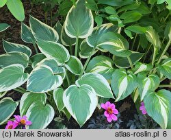 Hosta White Edge