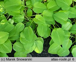 Hosta Golden Scepter