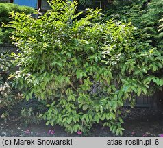 Prunus laurocerasus Castlewellan