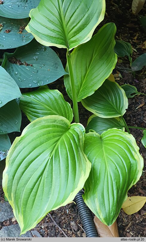 Hosta Sugar and Cream