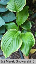 Hosta Sugar and Cream