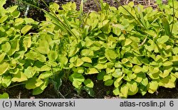 Hosta Golden Scepter