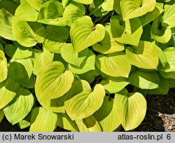 Hosta Golden Scepter