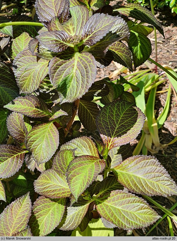 Hydrangea macrophylla Black Diamonds Dark Purple