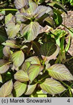 Hydrangea macrophylla Black Diamonds Dark Purple