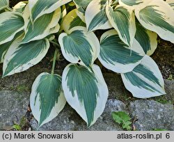 Hosta Blue Ivory