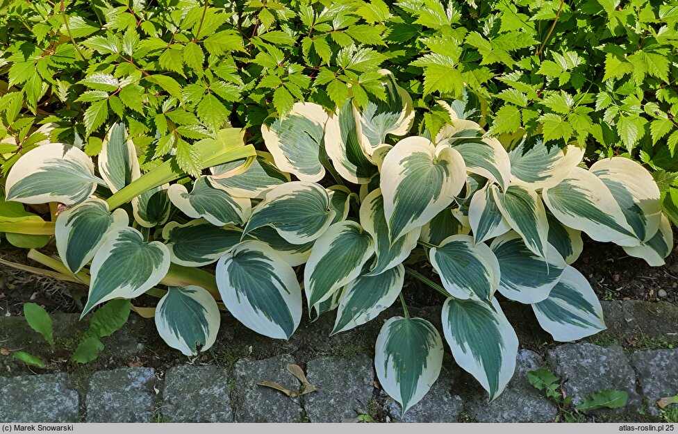 Hosta Blue Ivory