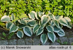 Hosta Blue Ivory