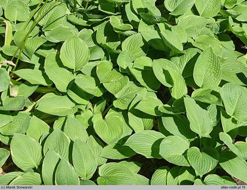 Hosta Fringe Benefit