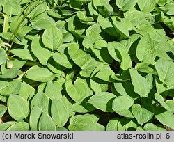 Hosta Fringe Benefit