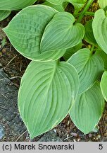 Hosta Fringe Benefit