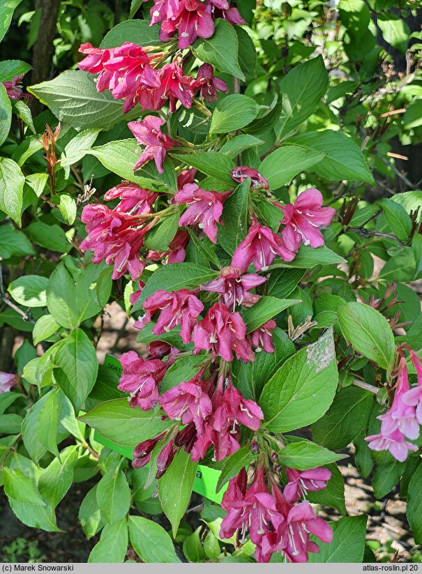 Weigela Bristol Ruby