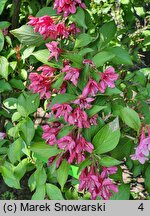 Weigela Bristol Ruby