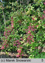 Weigela Bristol Ruby