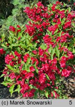 Weigela Red Prince