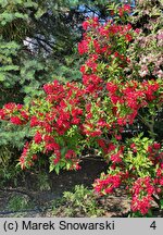 Weigela Red Prince