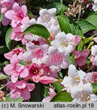 Weigela florida Variegata