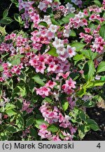 Weigela florida Variegata