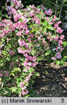 Weigela florida Variegata