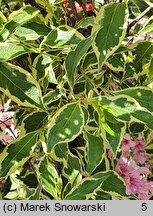 Weigela florida Variegata