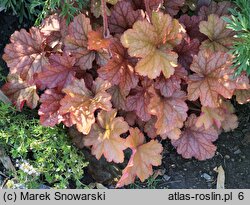 Heuchera Ginger Peach