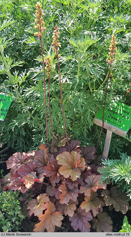 Heuchera Ginger Peach