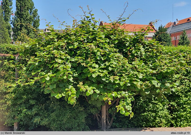 Actinidia chinensis var. deliciosa (aktinidia smakowita)