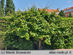 Actinidia chinensis var. deliciosa (aktinidia smakowita)