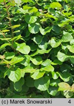 Actinidia chinensis var. deliciosa (aktinidia smakowita)