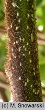 Actinidia chinensis var. deliciosa (aktinidia smakowita)