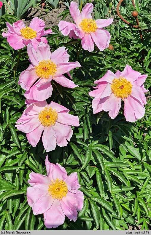 Paeonia lactiflora Sea Shell