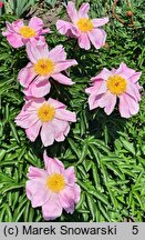 Paeonia lactiflora Sea Shell