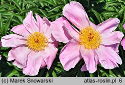 Paeonia lactiflora Sea Shell