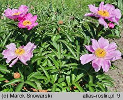 Paeonia lactiflora Thoma