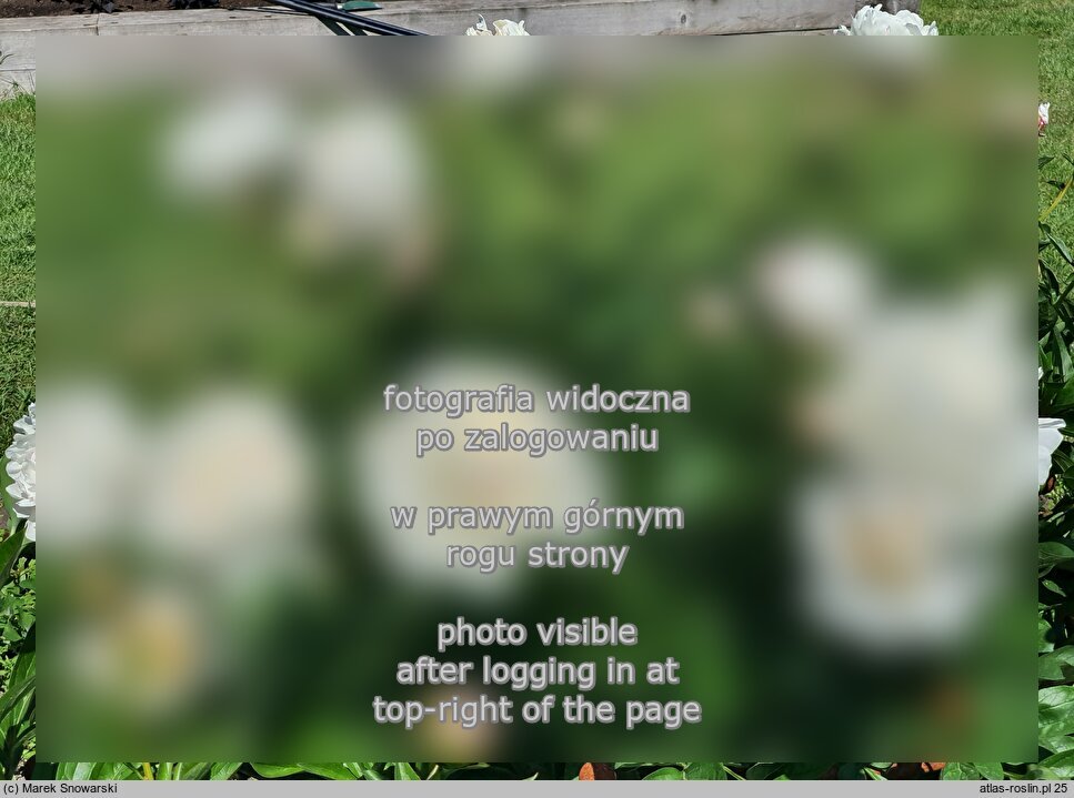 Paeonia lactiflora La Vestale