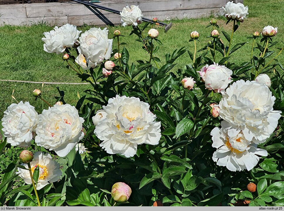 Paeonia lactiflora La Vestale