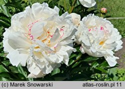 Paeonia lactiflora La Vestale