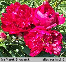 Paeonia lactiflora Tempest