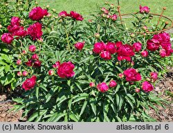 Paeonia lactiflora Tempest