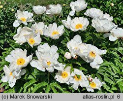 Paeonia lactiflora Le Jour