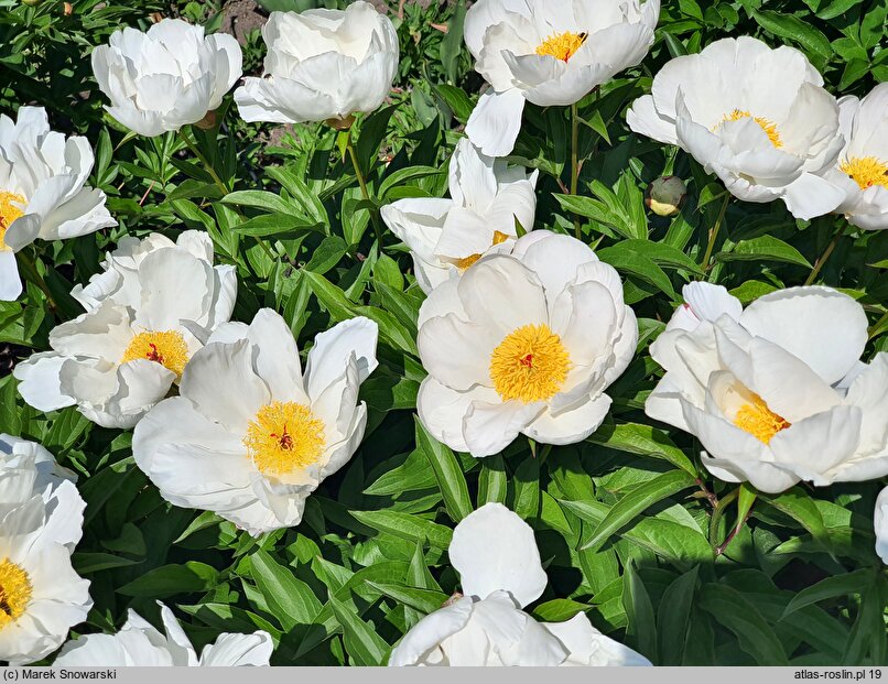 Paeonia lactiflora Le Jour