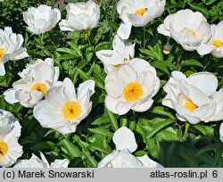 Paeonia lactiflora Le Jour