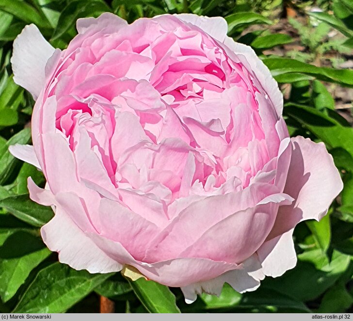 Paeonia lactiflora Minuet