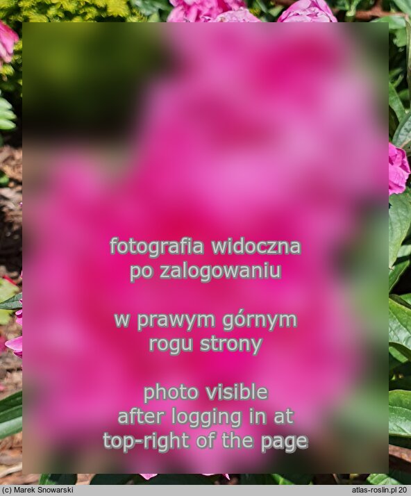 Paeonia lactiflora Ofelia