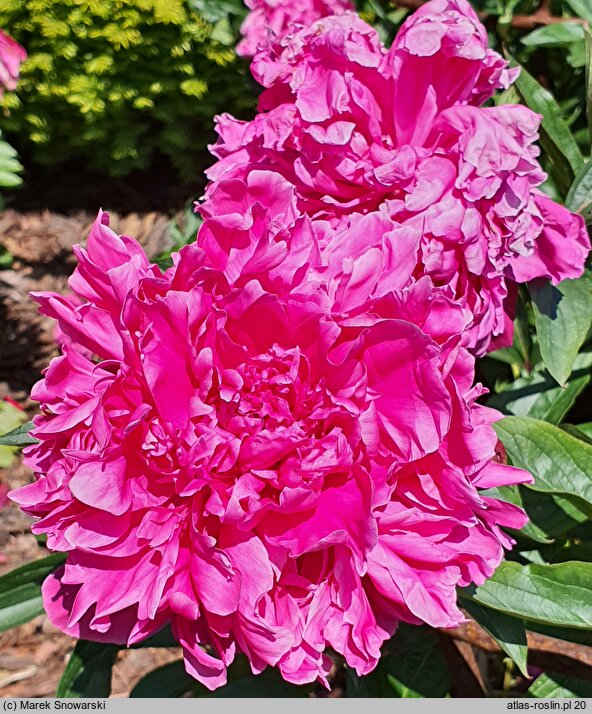 Paeonia lactiflora Ofelia