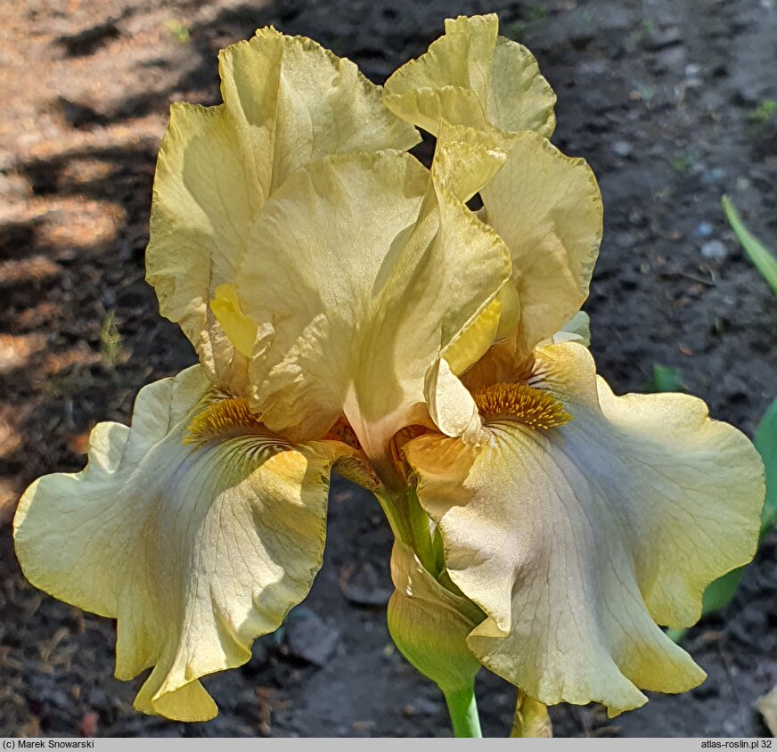 Iris hort. Zelený Počátek